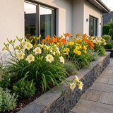 Green boutiQ - Vasteplant - Hemerocallis Tricolour - Daglelie - Bijen- en vlinderlokkers - Creme - Geel - Rood - 24 Planten - Pot 11cm - Hoogte 15-25cm