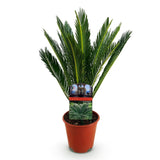 Green boutiQ - Kamerplant - Cycas revoluta - Palmvaren - Weinig onderhoud - Groen - 1 - Pot 15cm - Hoogte 45-55cm