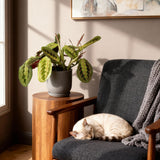 Green boutiQ - Kamerplant - Maranta Fascinator Tricolour - Gebedsplant - Huisdiervriendelijke Plant - Groen - 1 Plant - Pot 12cm - Hoogte 25cm