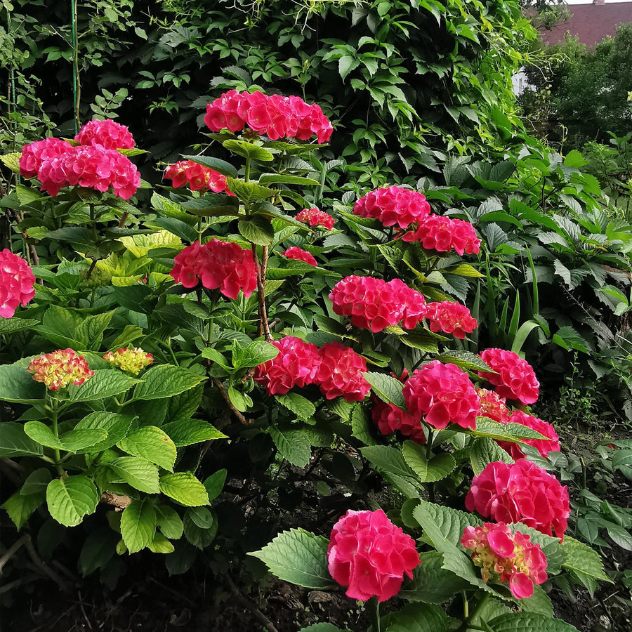 Hydrangea macrophylla Red – 30 cm hoog (foto 6)