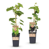 Green boutiQ - Fruitplant - Vitis vinifera Himrod - Vanessa - Druivenplant - Pitarm - Blauw & Witte Druif - 2 Planten - Pot 15cm - Hoogte 50cm