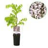 Green boutiQ - Blauwe regen - Wisteria floribunda Rosea - Bloem roze- 1 plant - Pot 11cm Hoogte 40cm