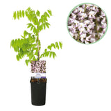 Green boutiQ - Blauwe regen - Wisteria floribunda Rosea - Bloem roze- 1 plant - Pot 11cm Hoogte 40cm