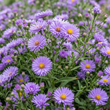 Green boutiQ - Vasteplant - Aster (D) Mittelmeer - Zeeaster - Bijen en Vlinderlokkers - Paars - 24 Planten - Pot 11cm - Hoogte 15-25cm