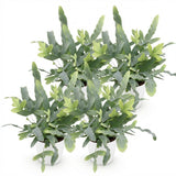 Green boutiQ - Kamerplant - Phlebodium aureum Blue Star - Blauwe Varen - Huisdiervriendelijke Plant - Blauw - 4 Planten - met Potter Wit - Pot 12cm - Hoogte 25cm
