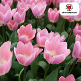 Tulpenbollen Light and Dreamy — pastelmix, 20 stuks (maat 11/12)