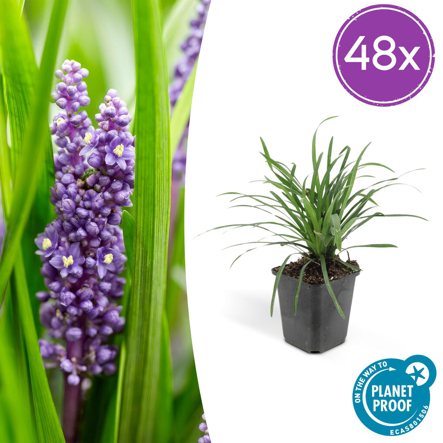 Liriope muscari 'Big Blue' – 48 planten · pot Ø9 cm · 10-25 cm hoog