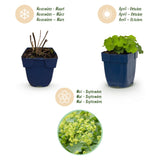 Green boutiQ - Vasteplant - Alchemilla mollis - Vrouwenmantel - Bodembedekkend - Geel - 6 Planten - Pot 11cm - Hoogte 15-25cm