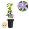 Green boutiQ - Klimplant - Clematis Justa - Bloem Licht Blauw - Weinig onderhoud -2 planten -Pot 11cm Hoogte 40cm
