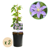 Green boutiQ - Klimplant - Clematis Justa - Bloem Licht Blauw - Weinig onderhoud -2 planten -Pot 11cm Hoogte 40cm
