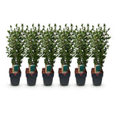Green boutiQ - Haagplanten - Ligustrum ovalifolium -blad groen - 6 planten - 1 strekkende meter - groenblijvend - pot 17cm hoogte 55cm