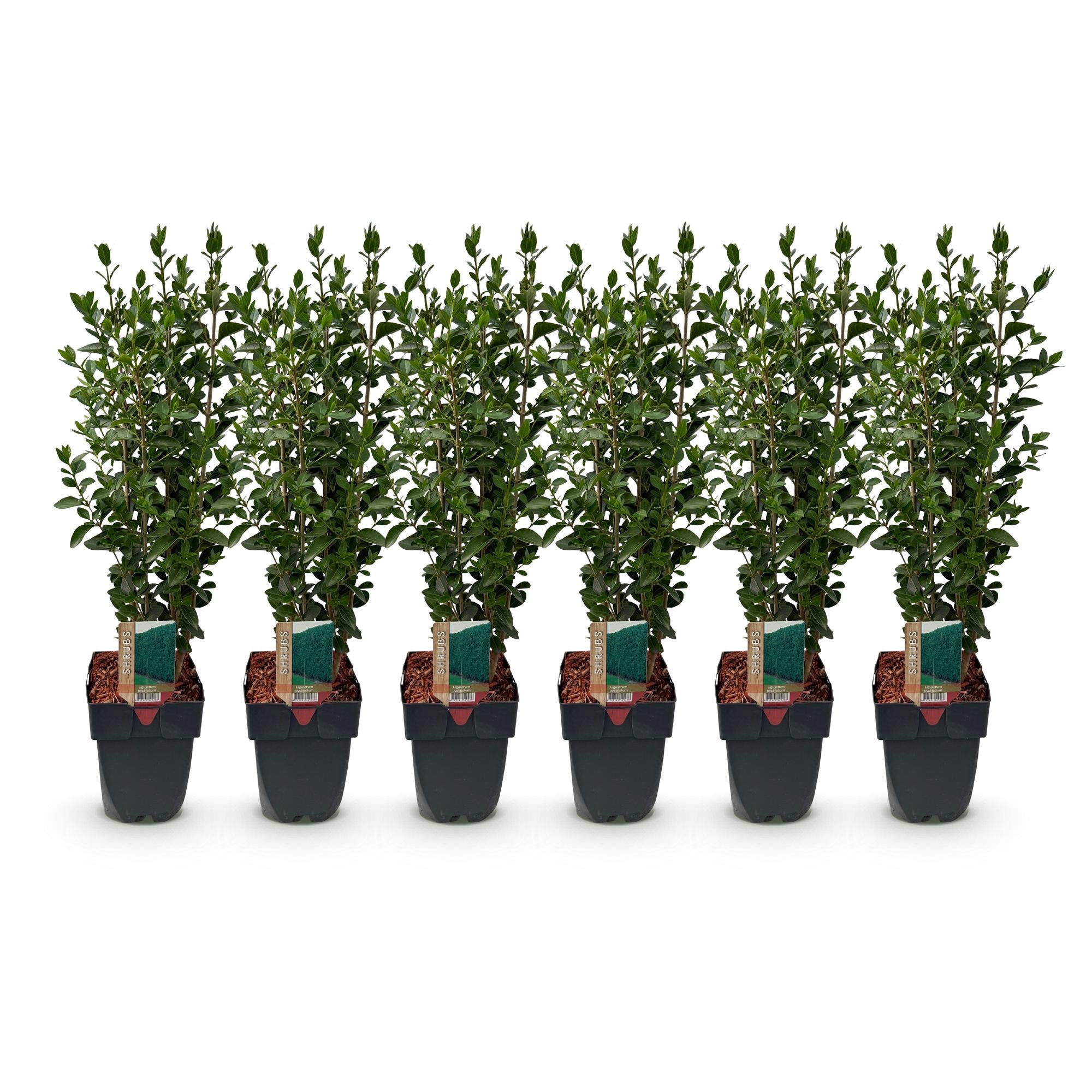 Green boutiQ - Haagplanten - Ligustrum ovalifolium -blad groen - 6 planten - 1 strekkende meter - groenblijvend - pot 17cm hoogte 55cm