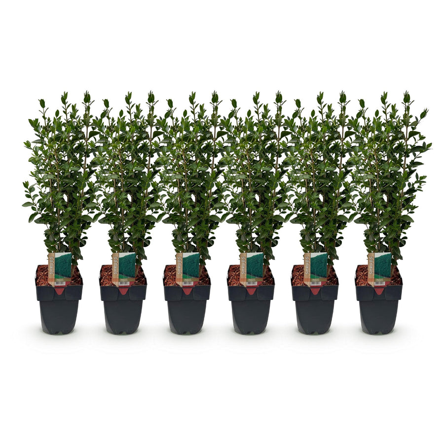 Ligustrum ovalifolium — Ligusterhaag, 6 planten (1 strekkende meter), 55 cm
