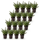 Green boutiQ - 16x Ilex crenata Stokes - Japanse Hulst - Haagplanten - Groenblijvend - Groen - Pot 9cm - Hoogte 20-30cm