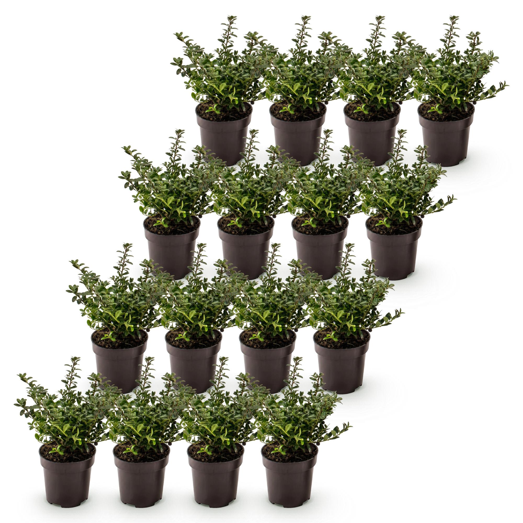 Green boutiQ - 16x Ilex crenata Stokes - Japanse Hulst - Haagplanten - Groenblijvend - Groen - Pot 9cm - Hoogte 20-30cm