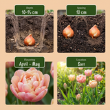 Tulpenbollen Peaches & Kisses mix — perzikroze tulpenmix, 96 stuks (maat 11/12)