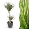 Green BoutiQ - Kamerplanten - Dracaena Marginata Bicolor - Drakenbloedboom - Weinig onderhoud - Groen - 1 Plant - met Potter Grijs - Pot 21cm - Hoogte 90-100cm