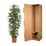 Monstera Monkey Leaf gaasrek - 180 cm - ø27