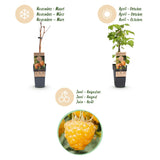 Green boutiQ - Fruitplant - Rubus idaeus Fallgold - Frambozenplant - Winterhard - Gele Framboos - 2 Planten - Pot 15cm - Hoogte 50cm