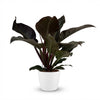 Green boutiQ - Kamerplant - Philodendron - Philodendron Imperial Red - Rood - Weinig onderhoud - 1 Plant - met Potter Wit - Pot 19cm - Hoogte 60cm