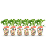 Green boutiQ - Fruitplanten - Aardbei - Fragaria Maxim - Winterhard - 6 Planten - Pot 9 cm - Rode Aardbei