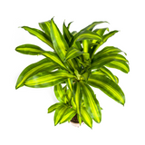 Dracaena Fragrans Massangeana Ø21cm - ↕90 - 110cm