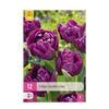 Green boutiQ - Bloembollen - Tulp Double Lilac - Kleur Paars - 50 stuks - Bolmaat 11/12 - XXL Pack