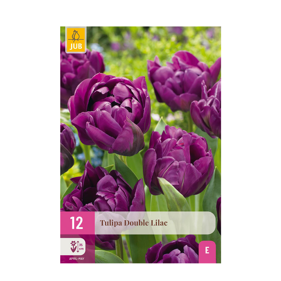 Tulpenbollen Double Lilac — paars, 50 stuks (bolmaat 11/12)