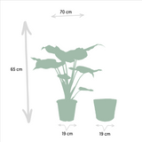 Alocasia Cucullata - Ø19cm - ↕65cm + Mand Selin