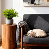 Green boutiQ - Kamerplant - Bamusa Pogonatherum Monica - Bamboegras - Huisdiervriendelijk - Groen - 4 Planten - Pot 12cm - Hoogte 30-35cm