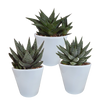 Gasteria/Haworthia mix 8,5cm - 3x - in witte pot