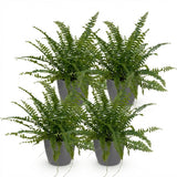 Green boutiQ - Kamerplant - Nephrolepsis exaltata Green Lady - Varen - Huisdiervriendelijke Plant - Groen - 4 Planten - met Potter Grijs - Pot 12cm - Hoogte 25cm