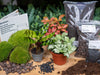 Planten terrarium navulling & startpakket - Calathea Lancifolia