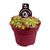 Drosera Aliciae - Ø12cm - ↕12cm