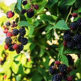 Green boutiQ - Fruitplant - Braam - Rubus fruticosus Triple Crown - Zwarte Braam - Doornloos - 2 planten -Pot 11cm Hoogte 40cm