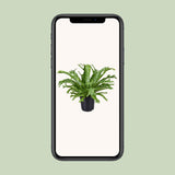 Asplenium Nidus Crissie - Ø17cm - ↕40cm