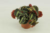 Begonia Cleopatra - Ø10,5cm - ↕15cm