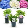 Green boutiQ - Hortensia - Hydrangea macrophylla Tricolour - Bloem Blauw, Roze en Wit- 3 Planten - Bladverliezend - Weinig Onderhoud - Pot 17cm Hoogte 30cm