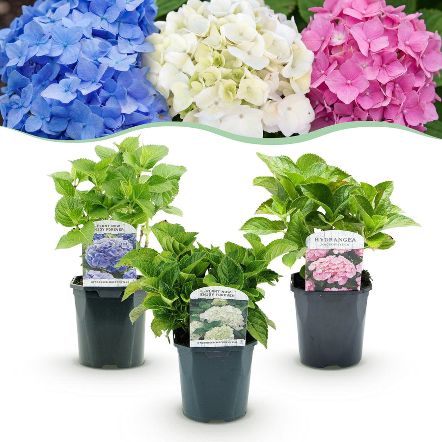 Hydrangea macrophylla Tricolour – 3 planten · 30 cm hoog