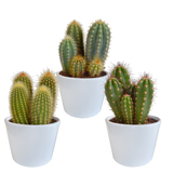 Cereus mix 10,5cm - 3x - in witte pot
