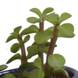 Vetplanten mix 5.5 cm - 5x - in Mexicaanse pot