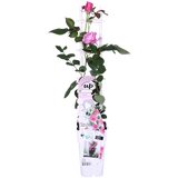 Rosa Crazy in love 'Pink' - Roze Roos - Ø15cm - ↕65cm
