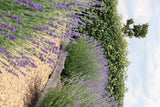 8 x 6 pack Lavendel angustifolia - Ø7 cm - ↕15 cm