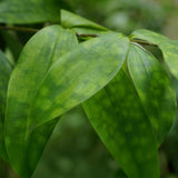 Green BoutiQ - Green is... Kamerplanten - Dracaena surculosa - Drakenbloedboom - Weinig onderhoud - Groen - 1 Plant - Pot 17cm - Hoogte 60-70cm