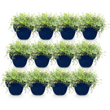 Green boutiQ - Vasteplant - Thymus Tricolour - Tym - Bodembedenkend - Roze - Rood - Wit - 12 Planten - Pot 11cm - Hoogte 15-25cm
