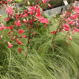 Green boutiQ - Siergrassen - Carex comans Frosted Curls - Groen - 4 Planten - Bladhoudend - Weinig Onderhoud - Pot 17cm Hoogte 50cm