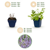Green boutiQ - Vasteplant - Nepeta faassenii Walker's Low - Kattenkruid - Bijen en Vlinderlokkers - Blauw - 12 Planten - Pot 11cm - Hoogte 15-25cm