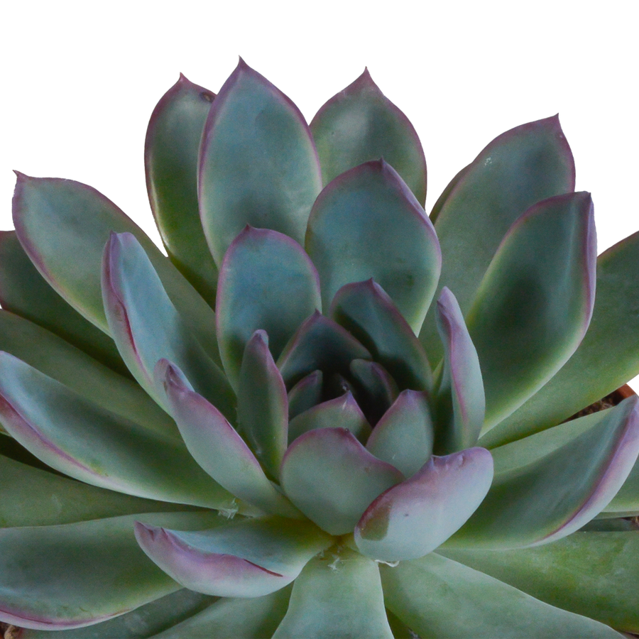 Echeveria mix – 5 cm hoog (foto 4)