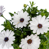 8x Osteospermum Ecklonis Weiß Ø12 cm - ↕20 cm