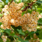 Green boutiQ - Fruitplant - Aalbes - Ribes rubrum White Pearl - Witte Bes - 2 planten -Pot 11cm Hoogte 40cm